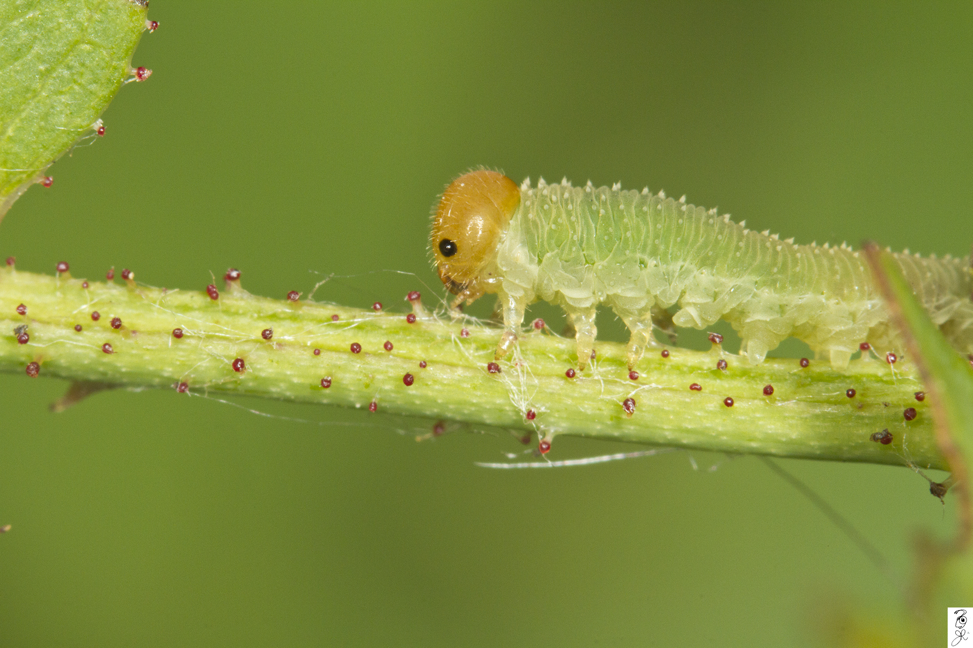 Sawfly Larva Trying To Flee The Scene