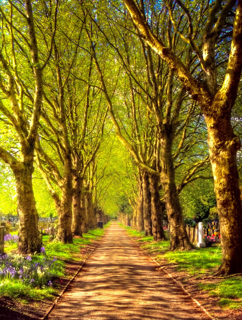 STOCK:Tree lined Path:STOCK