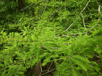 Bald Cypress.