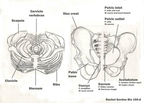 Ribs and pelvis