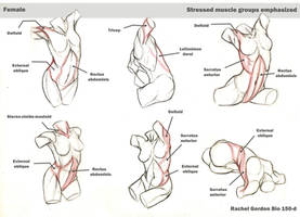 Dynamic torsos, female