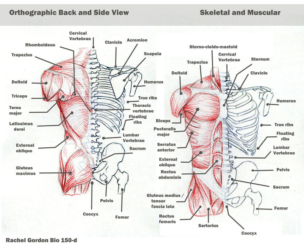 All Torso Torso - bones and muscles by ArsonAnthemKJ on DeviantArt
