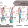 Forearm and Hand Orthographics