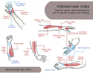 Dynamic Hands and Forearms