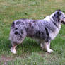 Australian Shepherd Stock 1