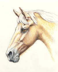 Horse Sketch