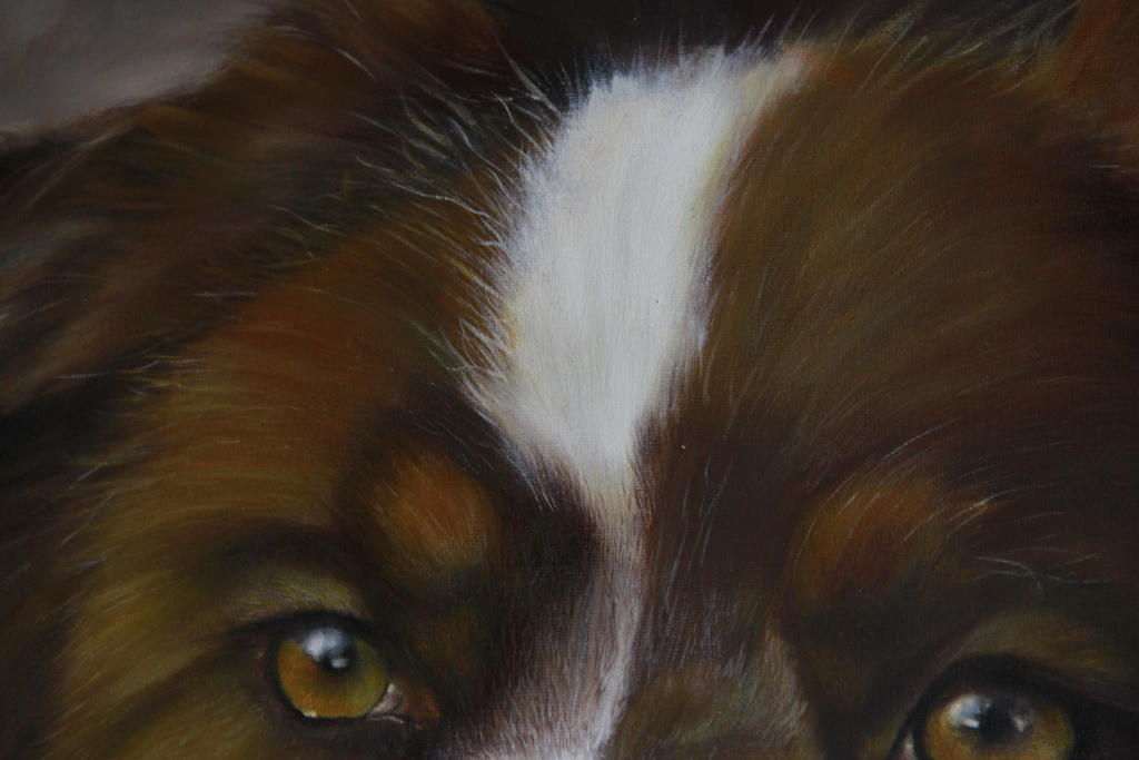 Australian shepherd, close up