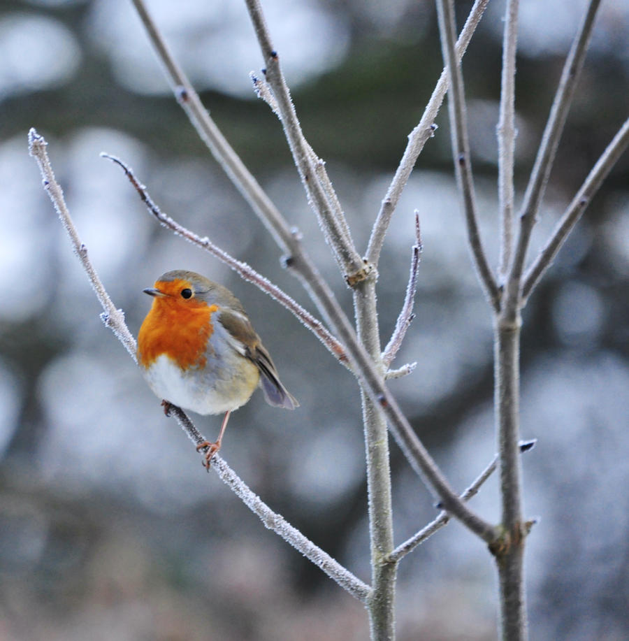 The Birds of Winter