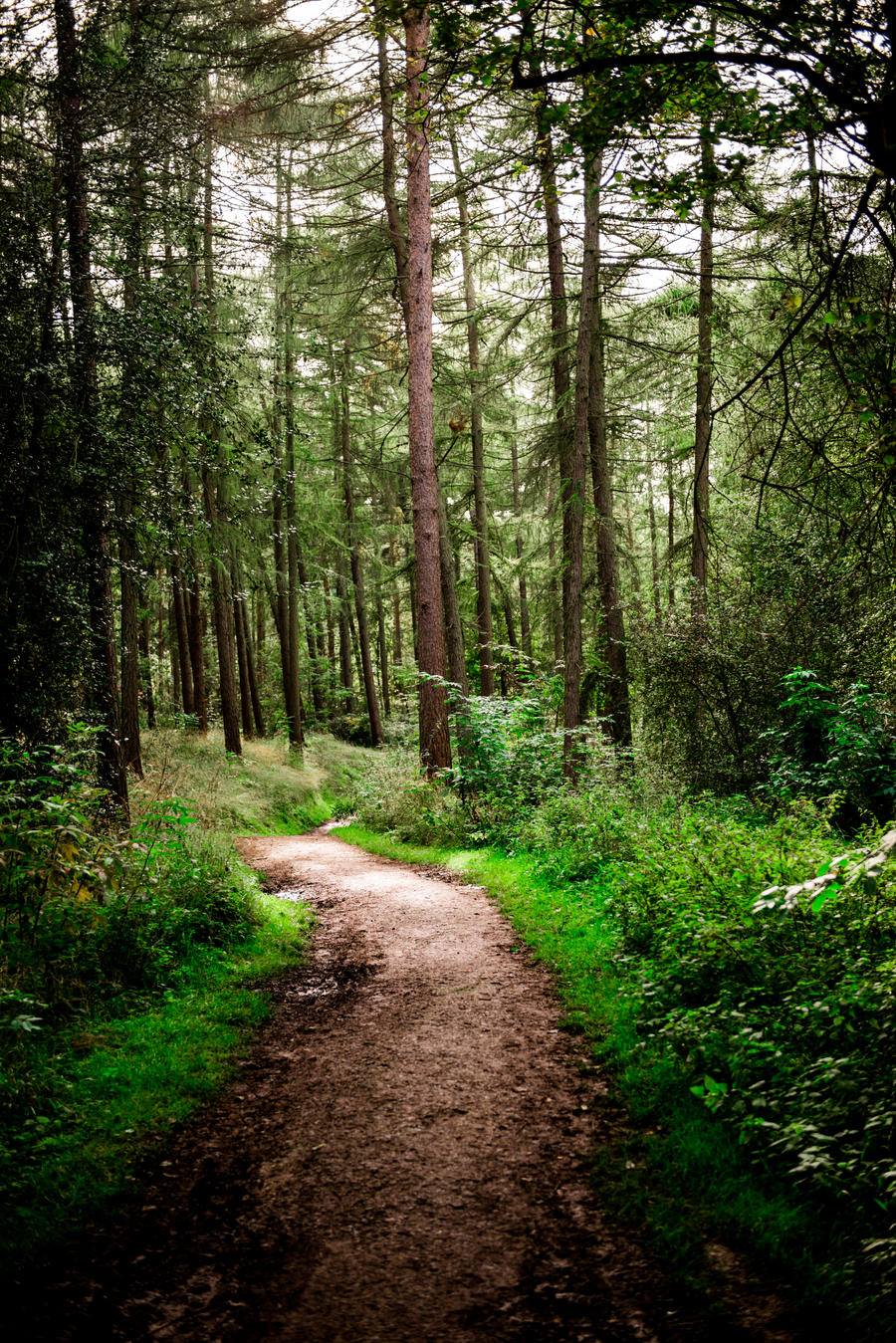 The Wooded Walk