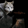 Twilight Saga Wolves