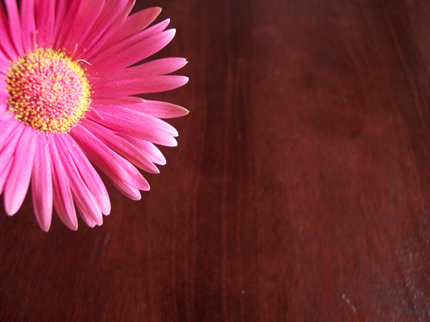 Gerbera