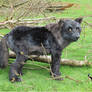 Life Sized Black Wolf Plush Display