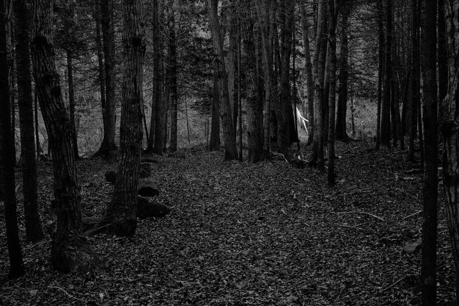 dark woods