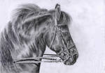 Black Horse by WingedAyalis