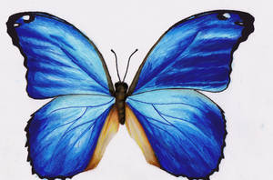 Blue Morpho