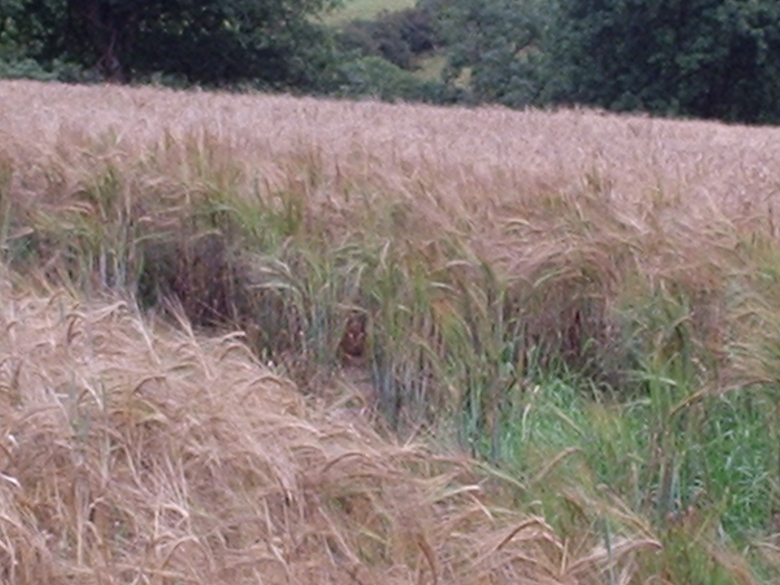 Wind Through Corn