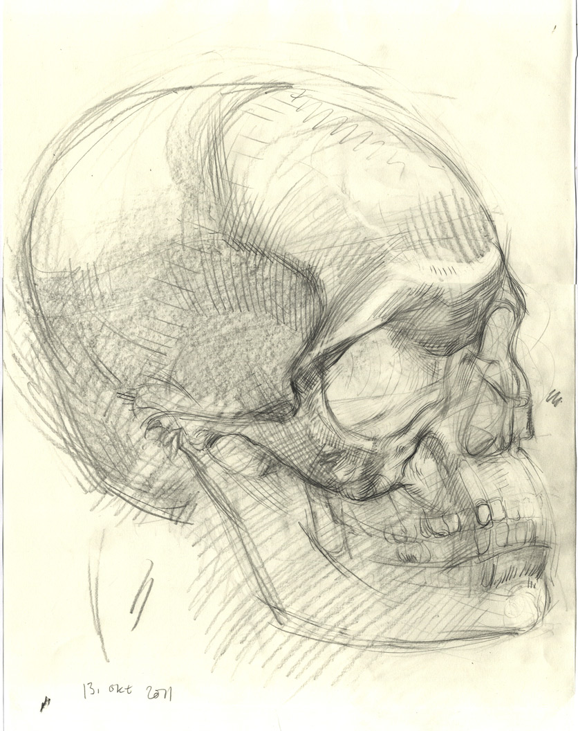 TDA13-10 skull