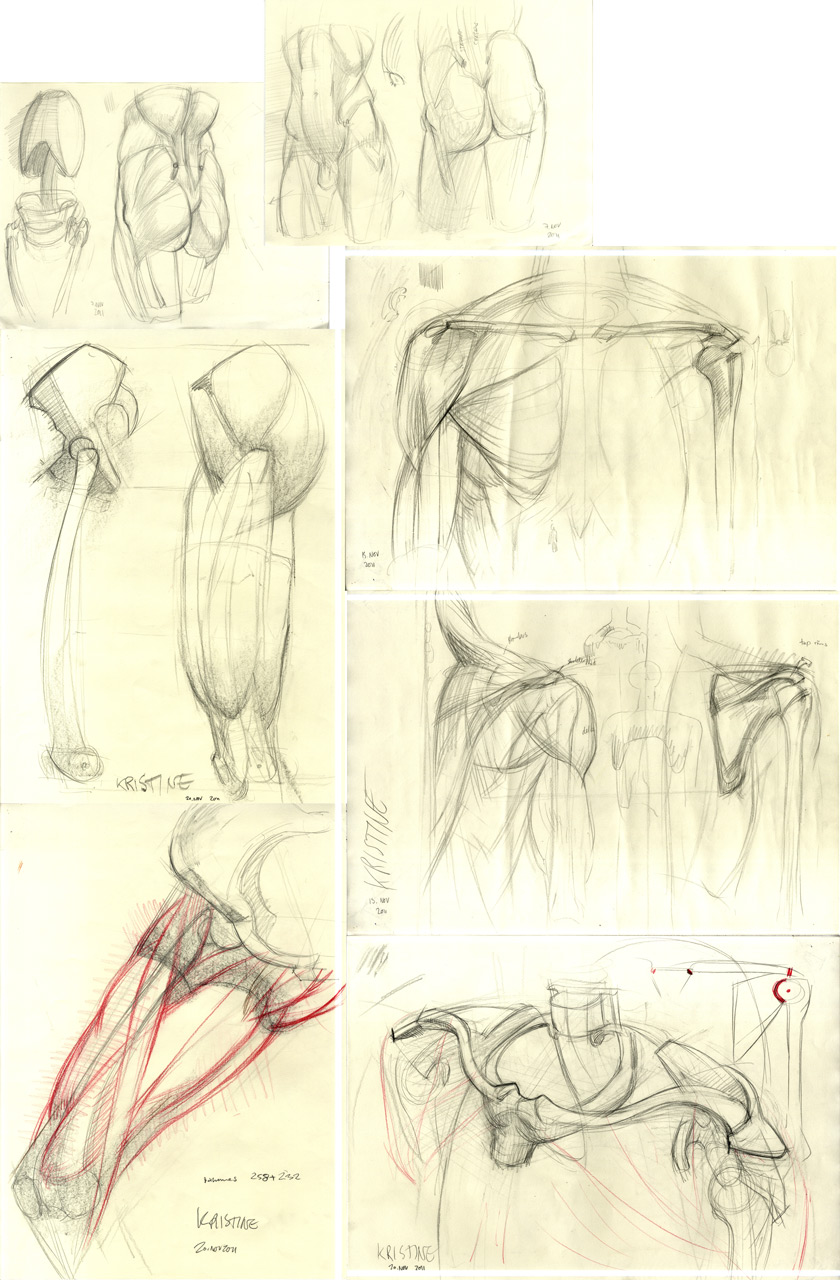 TDA20-11 pelvis and shoulders