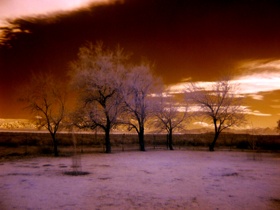 Infrared Trees