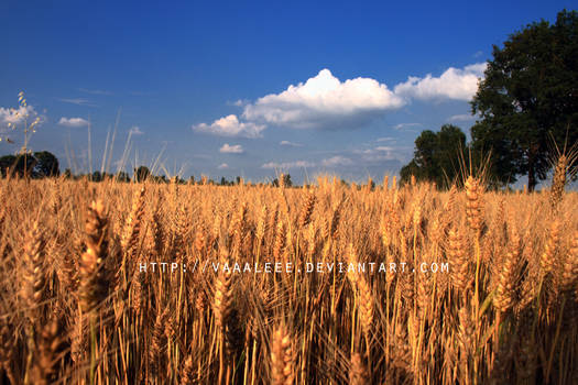 Fields of Gold