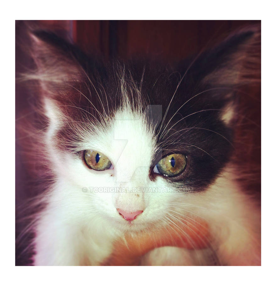 kit kat cat by TcOriginal on DeviantArt