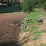 African Wild Dogs