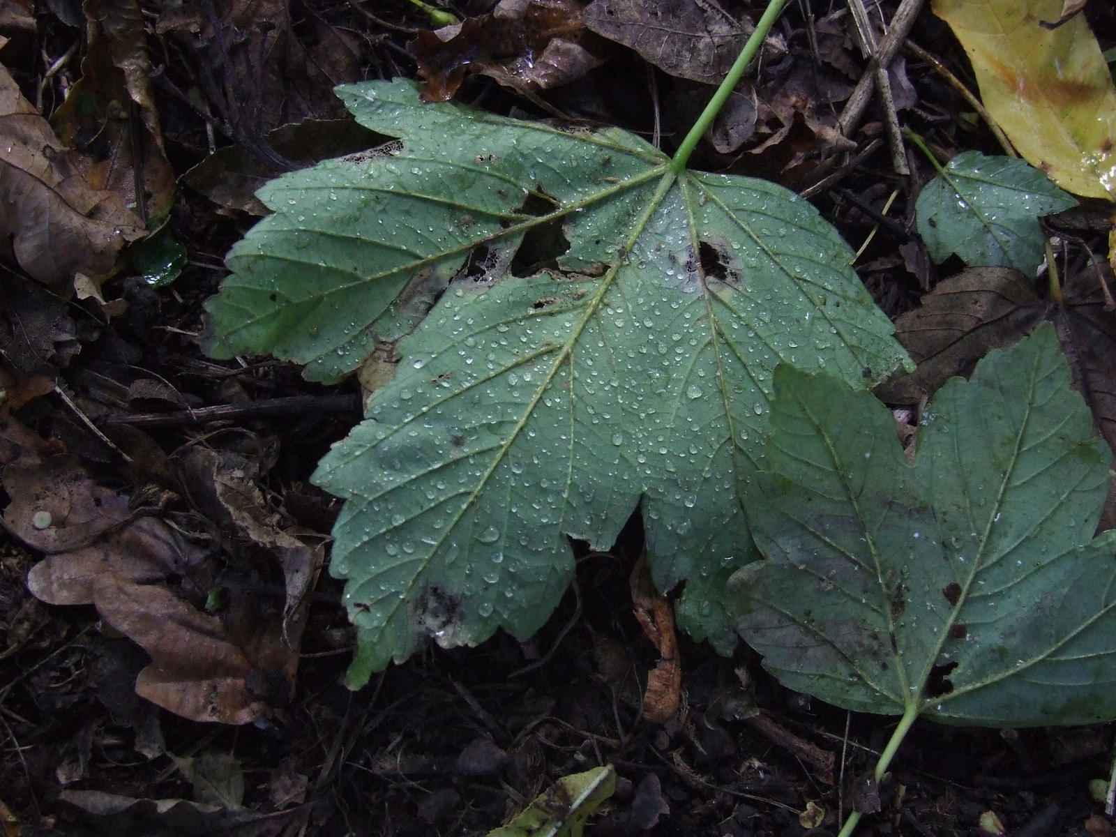 Autumn Dew