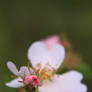 Wild Rose