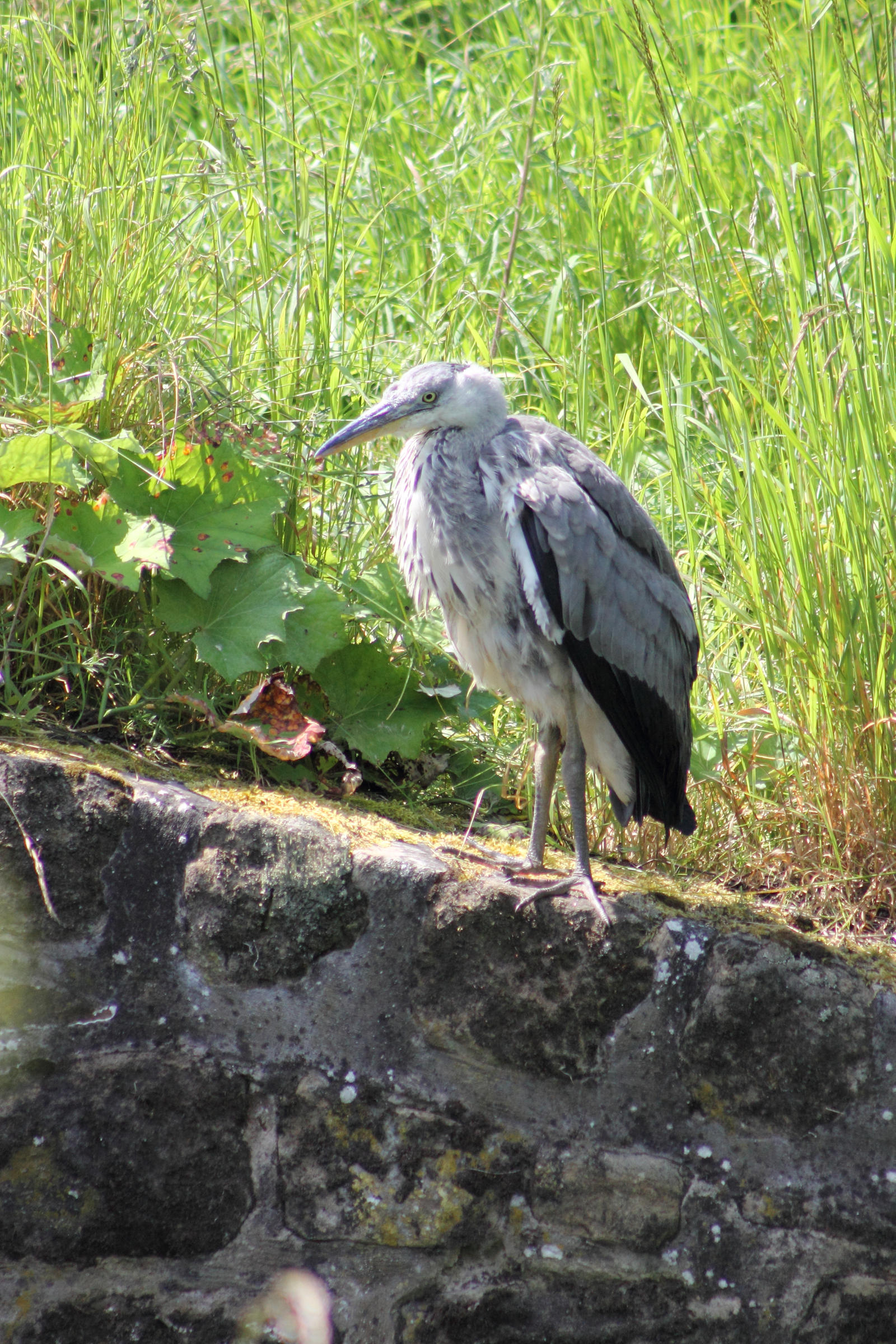 Grey Heron...take two