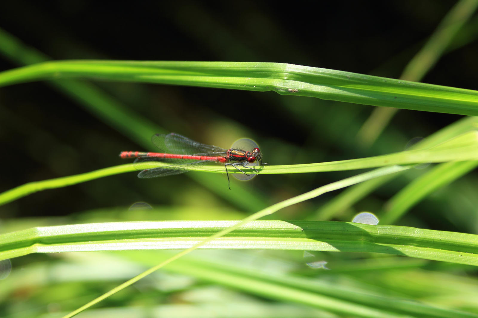 Large Red Damselfly