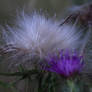 Purple Haze