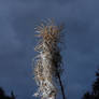 Deadhead