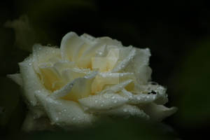 White Rose