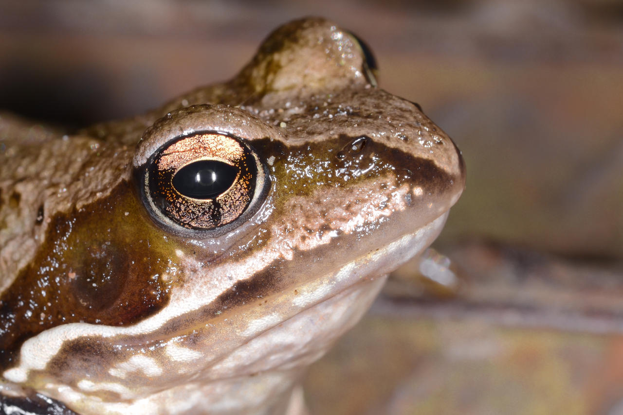 Stoned Frog