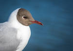 Black-headed Gull by Garraz