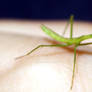 baby mantis