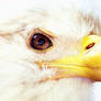 bald eagles facial details