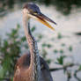 great blue heron speaks