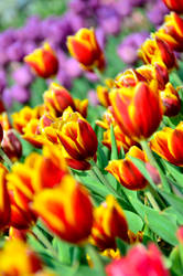Tulips Galore 1