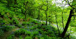 Bluebell Path by LittleMissMischief