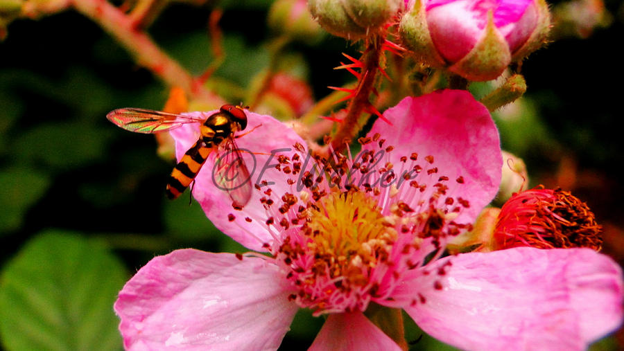 Hoverfly On Pink