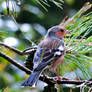 Bird In A Tree