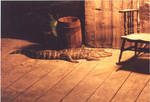 Alligator by elevatorjumpsta