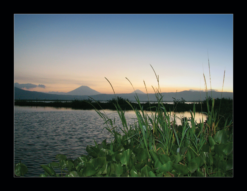 waterhyacinth