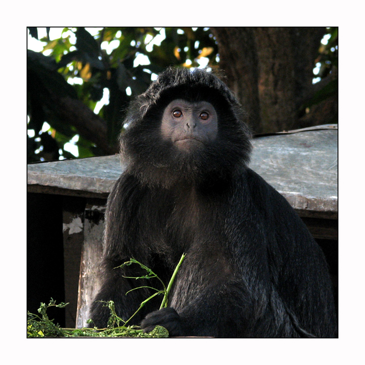 lutung