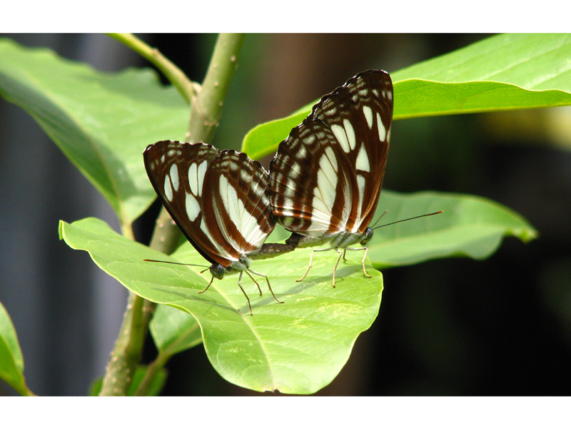 love on leaf