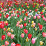 A Whole Lot of Tulips