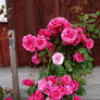 Rose bush stock 3
