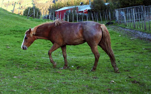 Kaimanawa mare 1