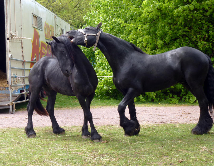 Friesian stock 2